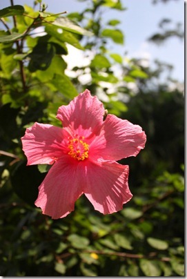 Hibiscus aux Lake Gardens
